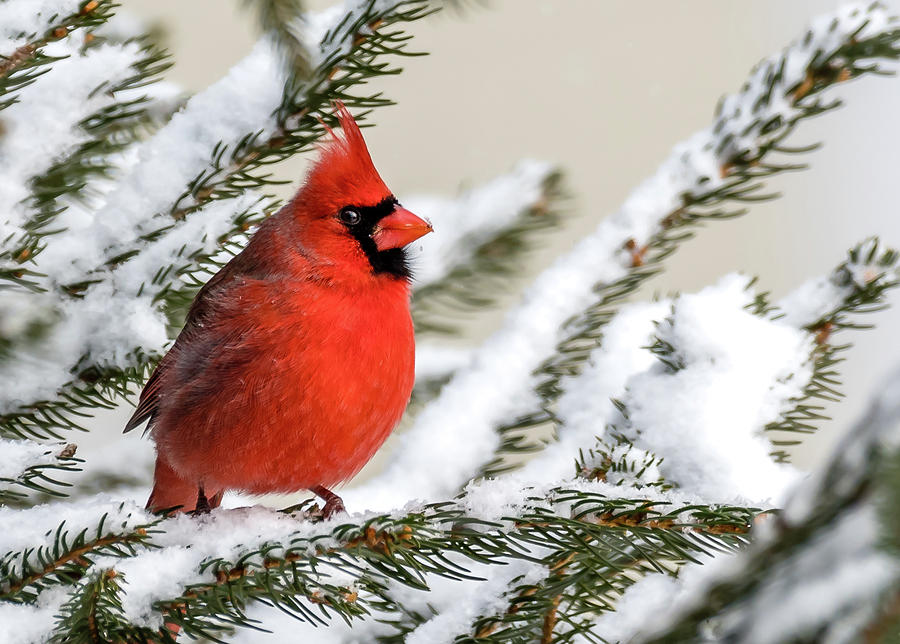 Winter Cardinal Contest
