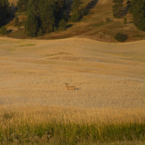 a deer in a field in medical lake.